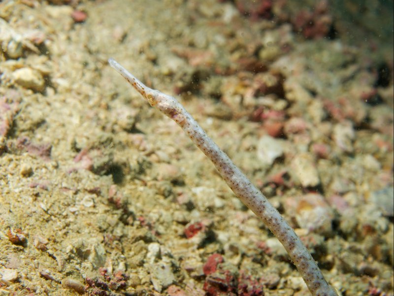 Pipefish